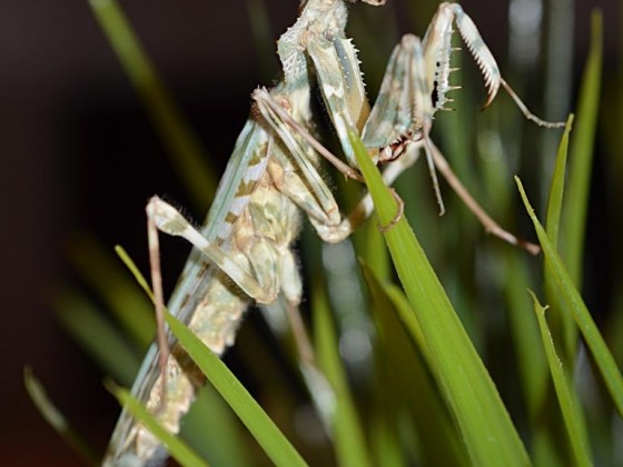 1.0 Blepharopsis mendica adult