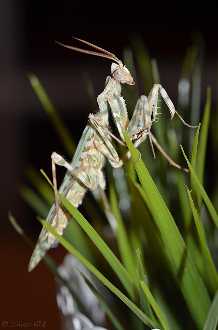 1.0 Blepharopsis mendica adult