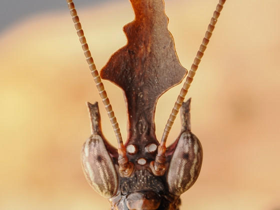 Stenophylla lobivertex