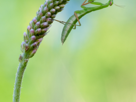 Mantis religiosa, Nymphe L3