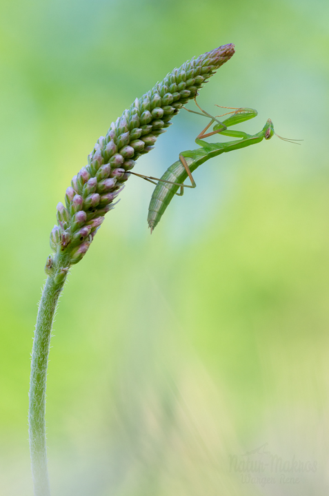 Mantis religiosa, Nymphe L3