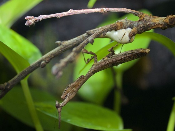 Phyllothelys werneri