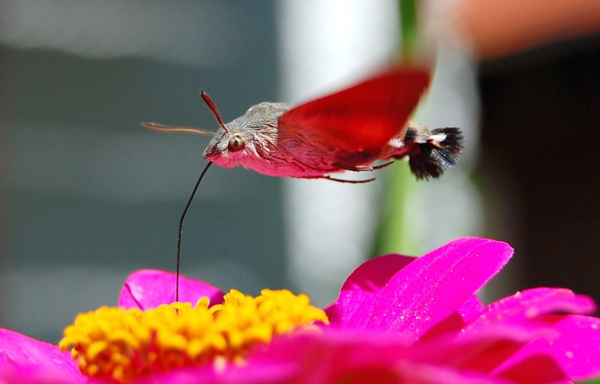 Macroglossum stellatarum