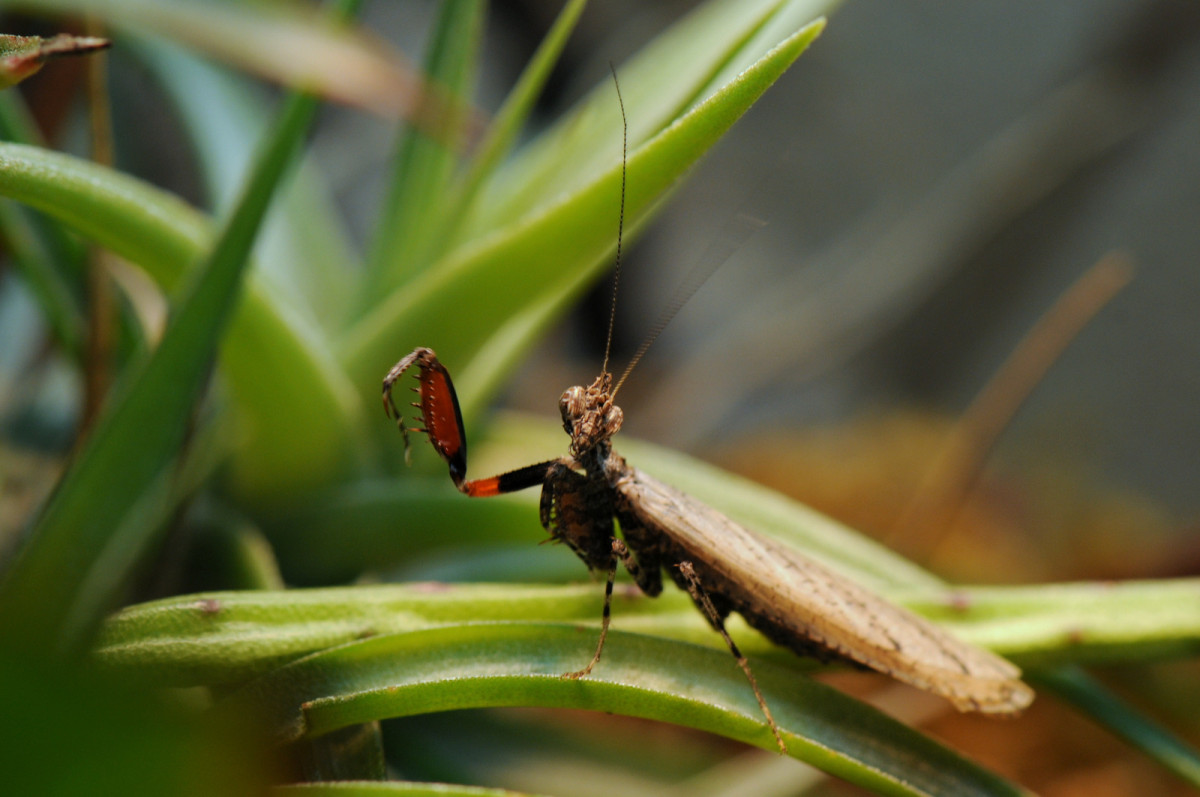 Oxypilus hamatus - frisch adultes Männchen