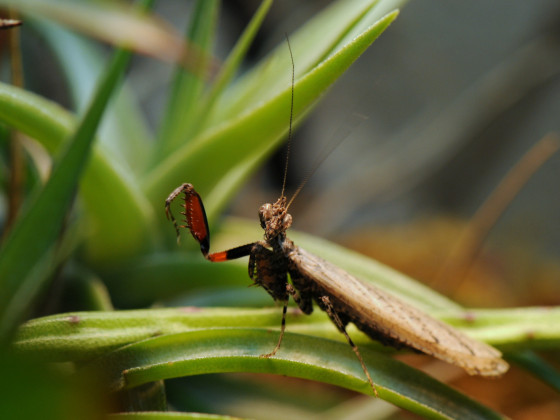 Oxypilus hamatus - frisch adultes Männchen