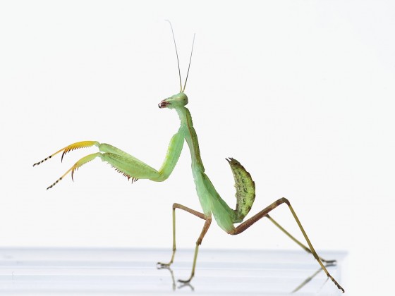 Sphodromantis gastrica