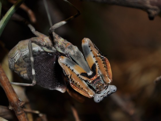 Parasphendale sp.Weibchen