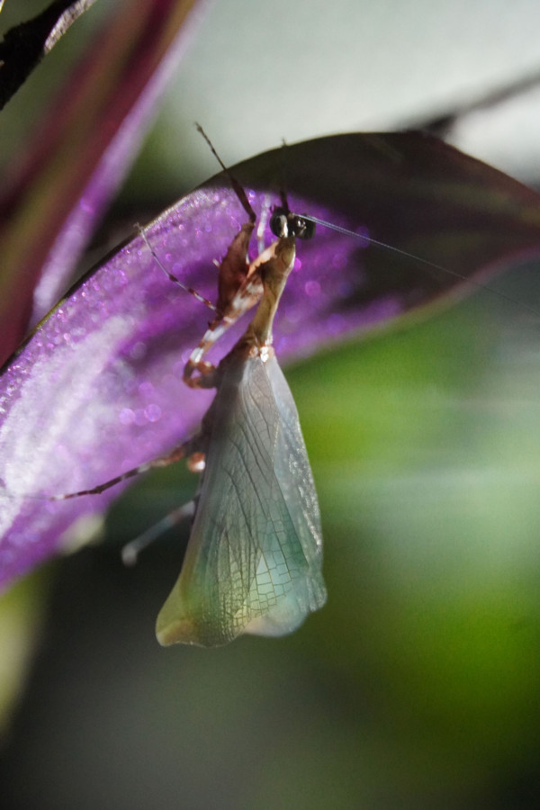 Citharomantis f. M. Adulthäutung IV