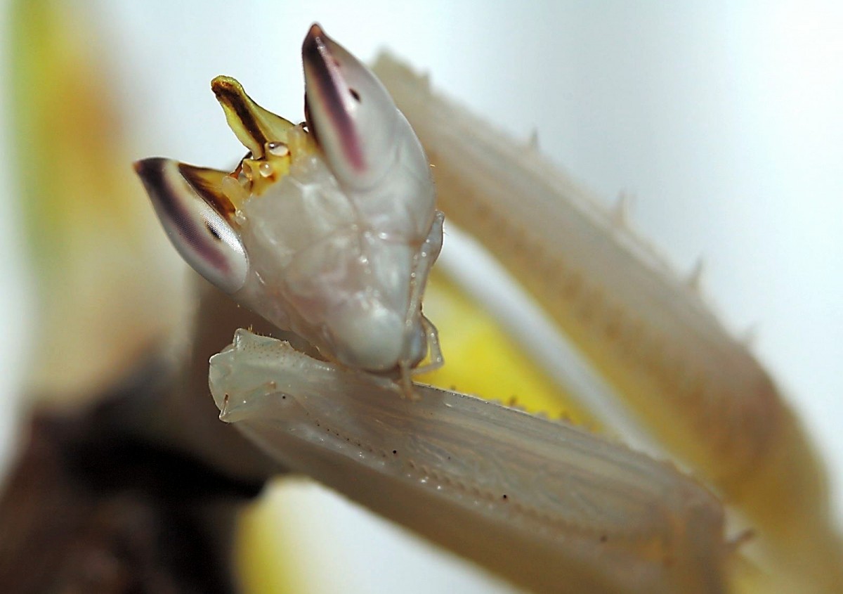 Hymenopus coronatus