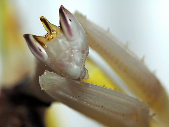 Hymenopus coronatus