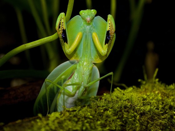 Choeradodis rhombicollis