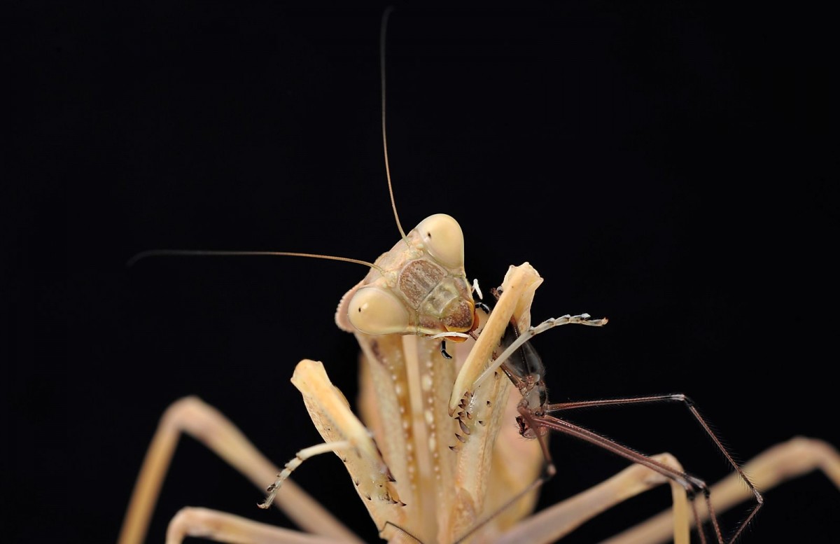 Sphodromantis viridis