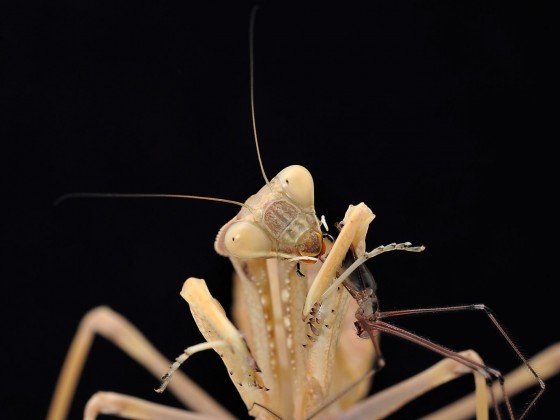 Sphodromantis viridis