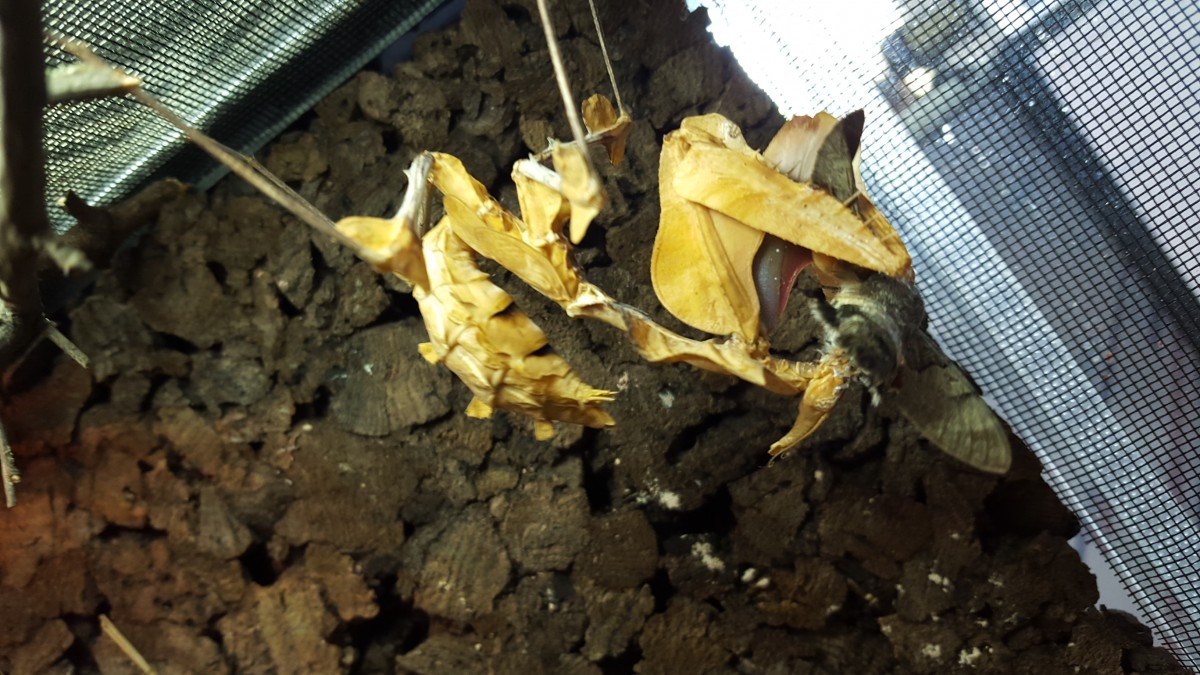 Idolomantis Diabolica bis zum Kopf in einem Taubenschwänzchen