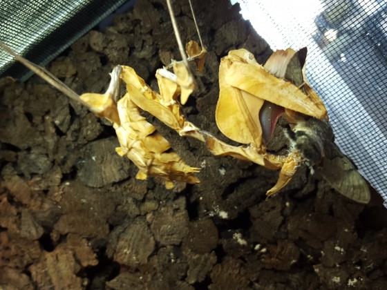 Idolomantis Diabolica bis zum Kopf in einem Taubenschwänzchen