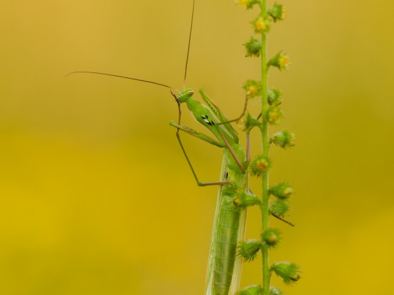 Mantis religiosa, 1.0 adult