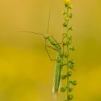 Mantis religiosa, 1.0 adult