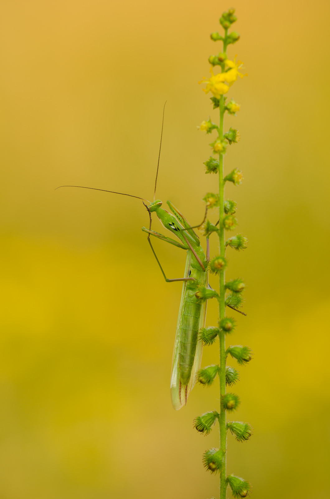 Mantis religiosa, 1.0 adult