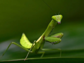 schöne mantis