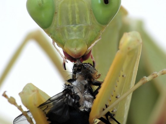 Sphodromantis lineola