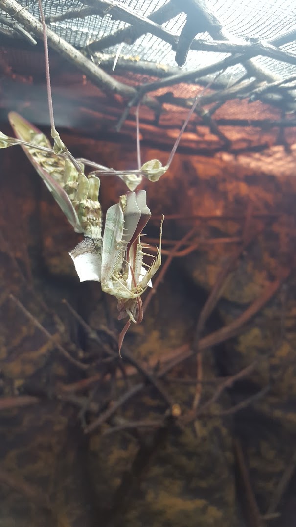 Idolomantis reinigt Antenne