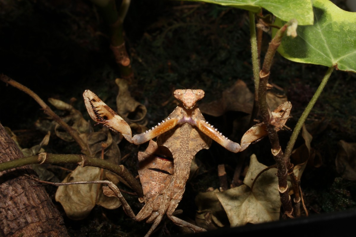 Deroplatys lobata