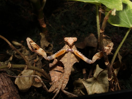 Deroplatys lobata