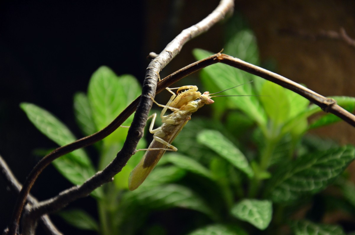 1.0 Creobroter spec. (Chiang Mai -Thailand) adult