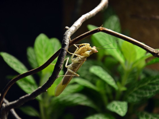 1.0 Creobroter spec. (Chiang Mai -Thailand) adult