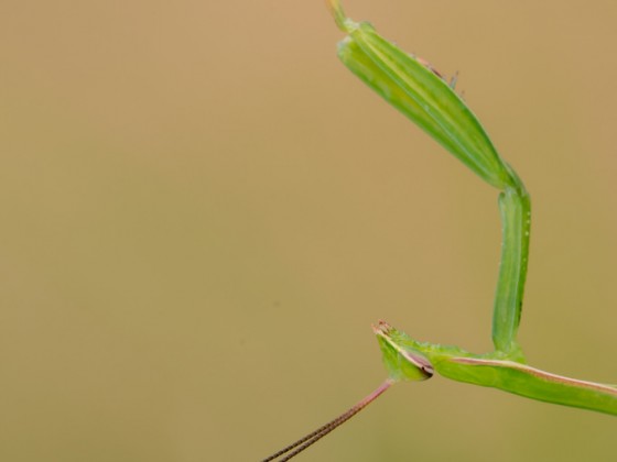 Mantis religiosa, 1.0,adult