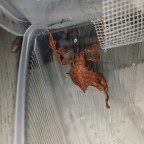 Mein Weibchen