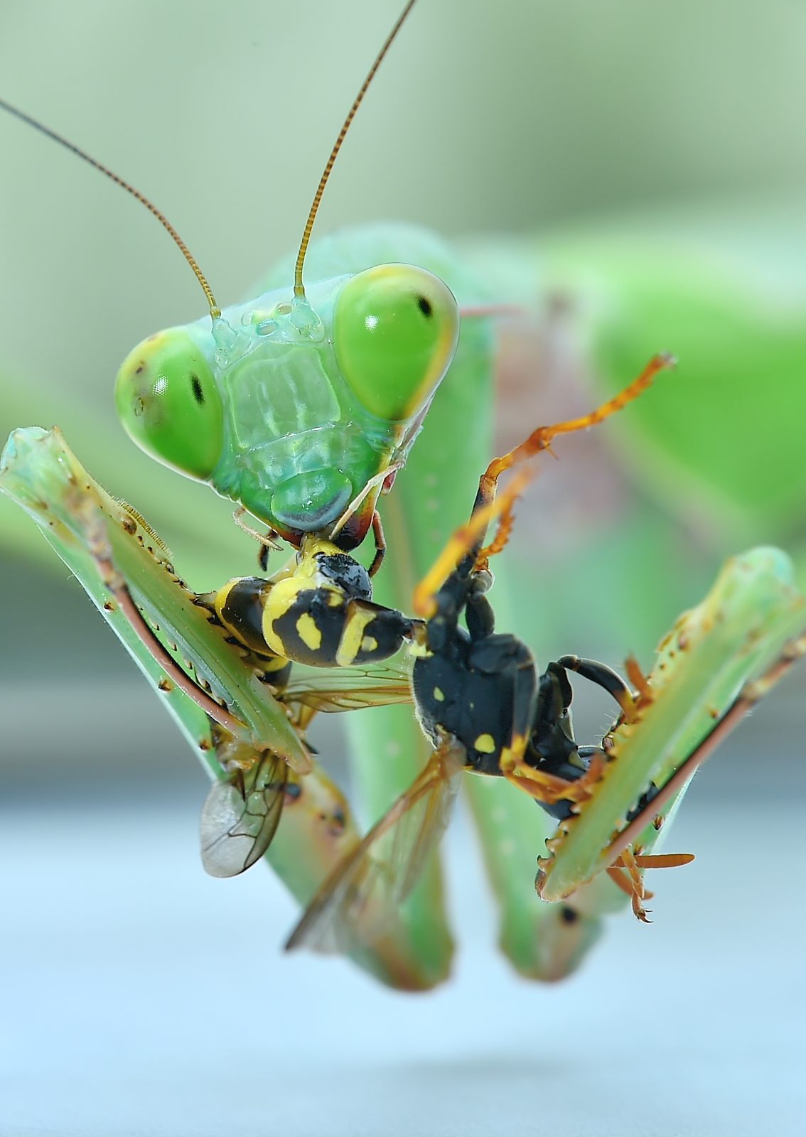 Hierodula spec eating a Wasp