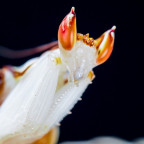 Hymenopus Coronatus Männchen Portrait