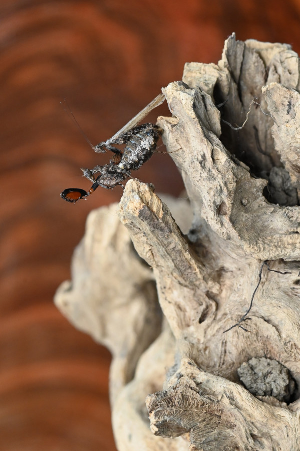 Oxypilus hamatus