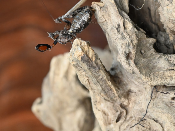 Oxypilus hamatus