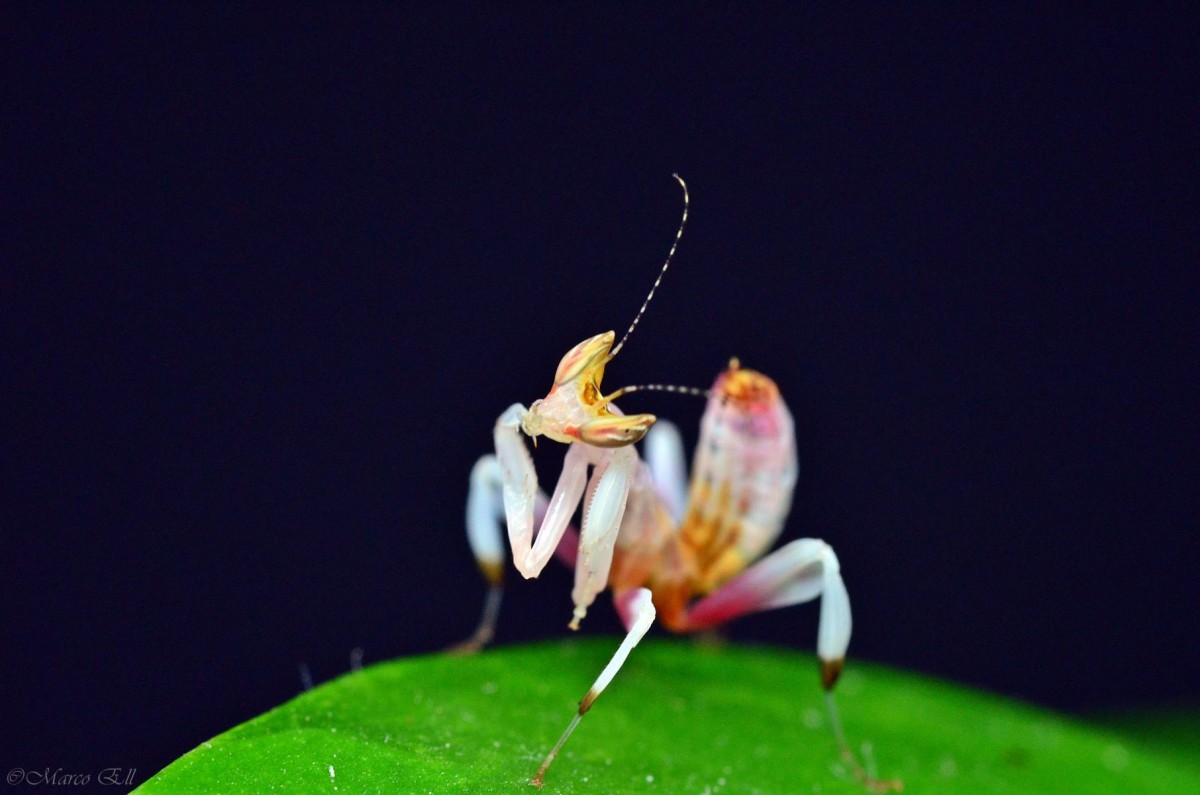 Hymenopus coronatus 0.0.1 L2