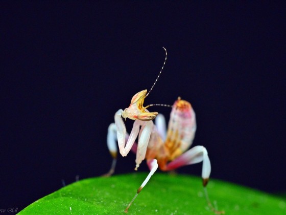 Hymenopus coronatus 0.0.1 L2