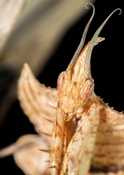 Idolomantis Diabolica Männchen subadult - Porträt