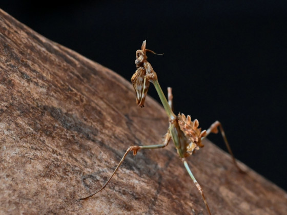 Empusa fasciata