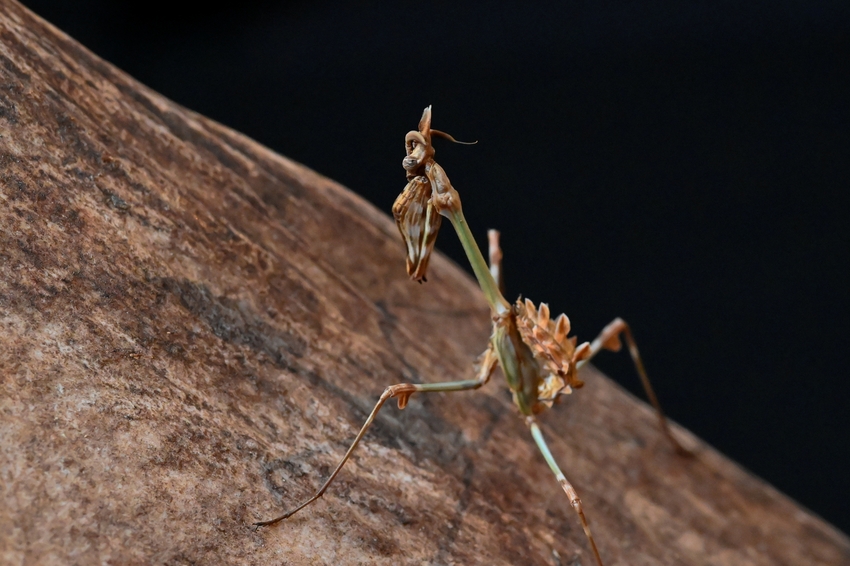 Empusa fasciata