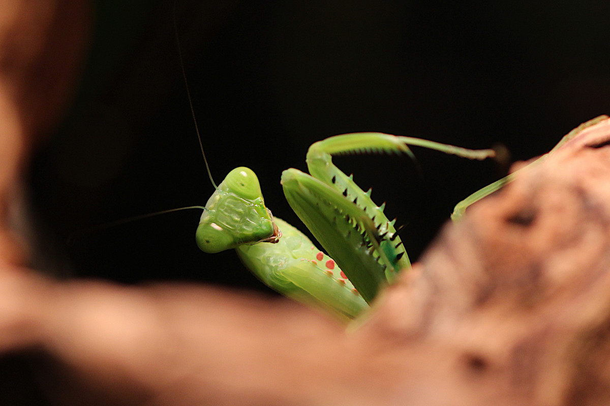 Hierodula quinquepatellata