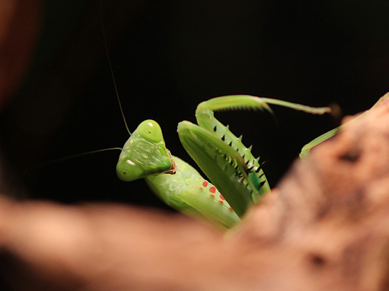 Hierodula quinquepatellata