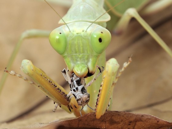 Sphodromantis lineola