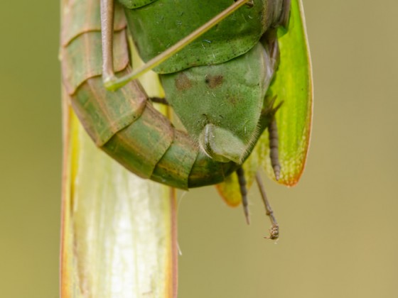 Mantis religiosa-Der Liebesgriff