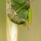 Mantis religiosa-Der Liebesgriff