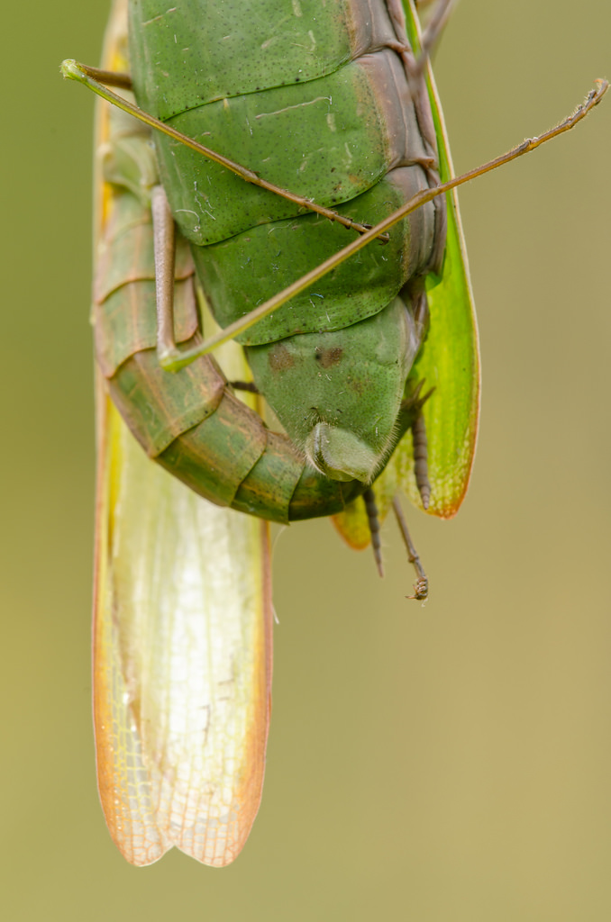 Mantis religiosa-Der Liebesgriff