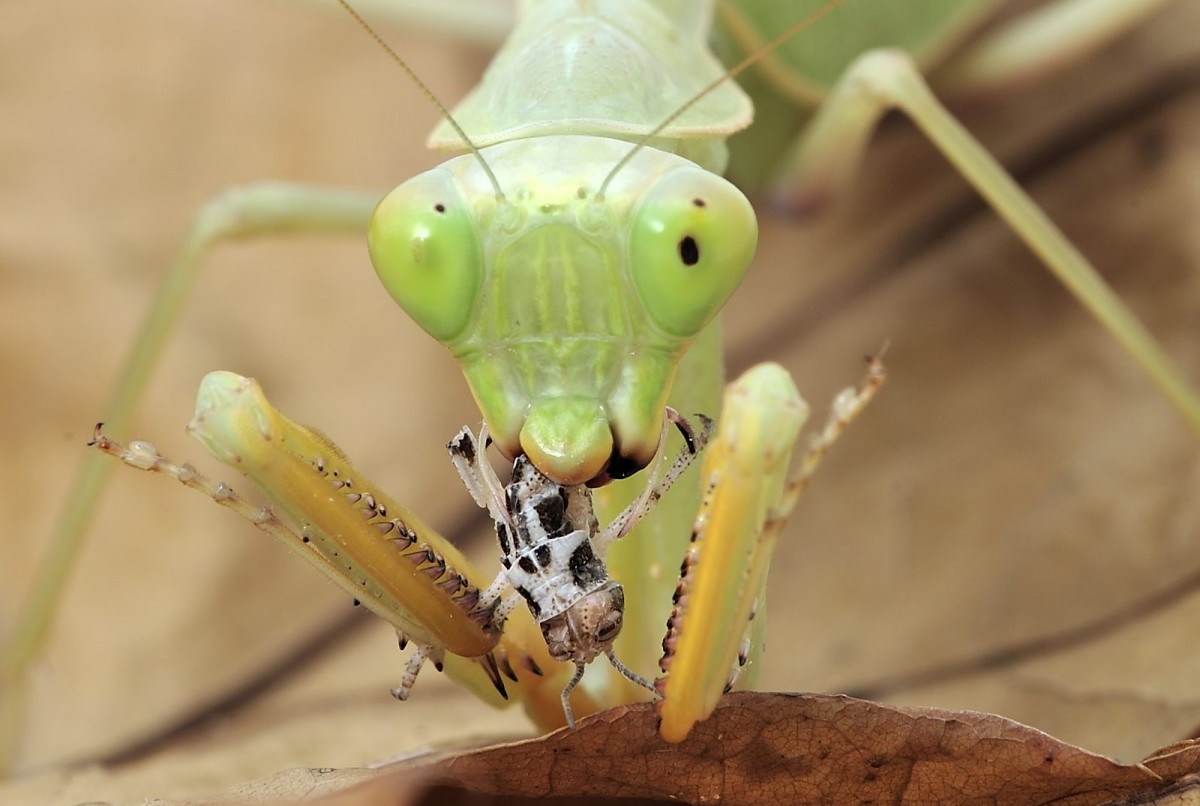 Sphodromantis lineola