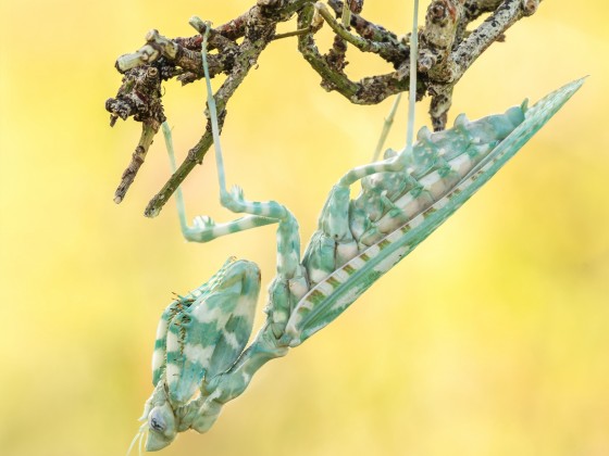 Blepharopsis mendica