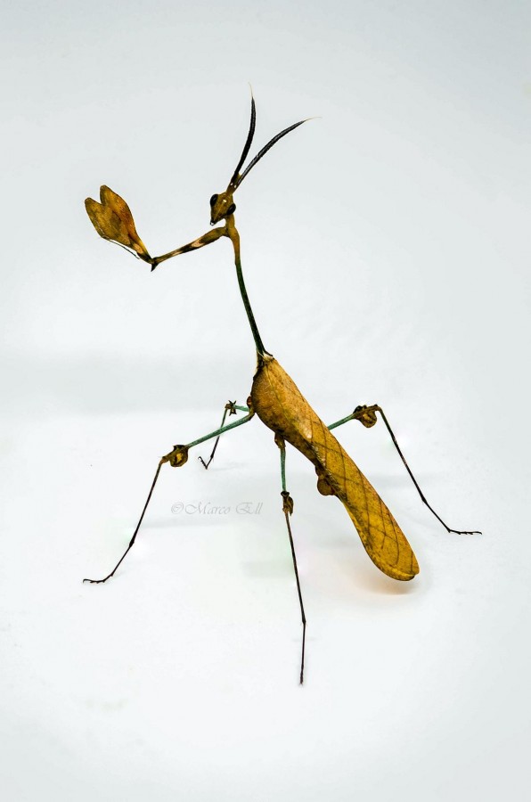 Gongylus gongylodes 1.0 adult