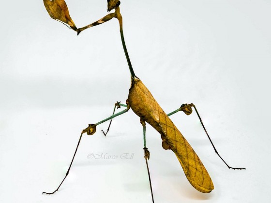 Gongylus gongylodes 1.0 adult